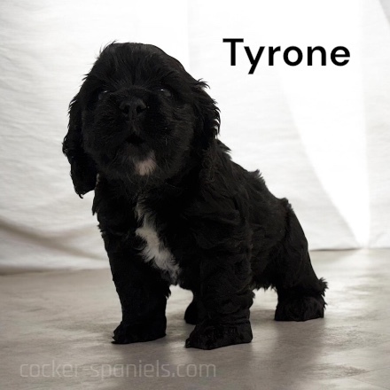 puppy, for, sale, Cocker Spaniel, Joe & Cherri  Overlease, dog, breeder, Miller, MO, dog-breeder, puppy-for-sale, forsale, nearby, find, puppyfind, locator, puppylocator, aca